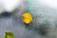 Yellow Autumn Leaf Stuck To The Window Raindrops Autumn Mood