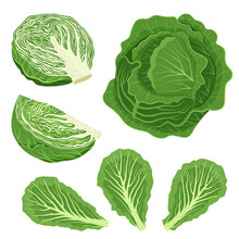 Set Of White Cabbage With Leaves, Cabbage Halves, Slices. Vector Illustration In Flat Style Isolated On White Background.