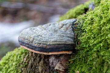 Poster - mushroom in the forest