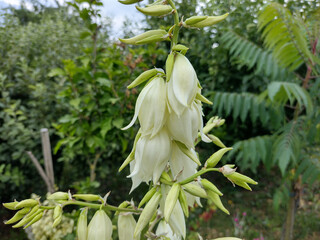 Wall Mural - Adam’s needle flower in the summer - Yucca filamentosa