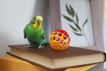 Beautiful green parrot with toy on books indoors. Cute pet