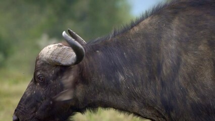 Wall Mural - African Buffalo - Syncerus caffer or Cape buffalo is a large Sub-Saharan African bovine. Portrait in the savannah in Masai Mara Kenya, calf of big black horny mammal on the grass, front view. 