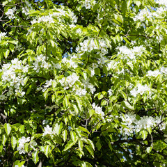 Wall Mural - spring background - green leaves and white blossoms of pear tree on sunny spring day
