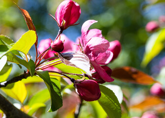 Wall Mural - pink blossom of tree closeup in spring