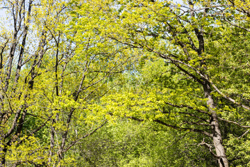 Wall Mural - young green foliage of trees in forest in spring