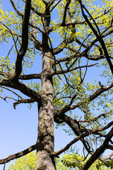 Wall Mural - dark trunk and young green leaves of oak tree
