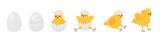 Fototapeta Pokój dzieciecy - Chick born. Easter newborn chicks hatching from egg. Yellow cute cartoon chicken, farm baby bird. Little domestic animal, funny decent vector banner