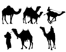 Camels Silhouettes Set,Camels Vector Art,Camel Ride Stock Illustrations,Camel Vector Silhouette Clip Art Stock Arab People Caravan Vector Art,wizard King On Camel,
Camel, Desert,Sketch Bactrian Camel 