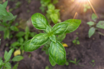 Canvas Print - Basil green plants with flowers growing	