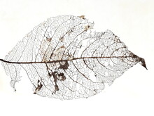 Close-up On Old Dead Decaying  Leaf On White Background