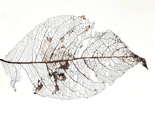close-up on old dead decaying leaf on white background