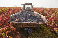 Tractor On A Vineyard During The Harvest