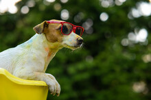 Jack Russell Terrier Dog In Sunglasses Washes In A Yellow Basin Outdoors. 