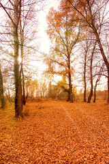 Wall Mural - Beautiful autumn landscape with yellow trees and sun. Colorful foliage in the park. Falling leaves natural background