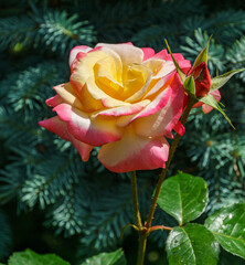 Wall Mural - Bright yellow orange roses with red edge against the background of blue firs. Roses Variety Club are photographed under natural light. Selective focus. Lyric motif for design