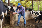Fototapeta Zwierzęta - farmer cowboy at cow farm ranch