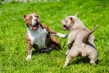 American Bully Puppies Dogs Are Playing On Nature