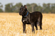 Italian cane corso puppy in the field
