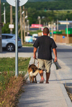 Man With A Shepherd Dog On A Leash Goes For A Walk In The Summer Along The Sidewalk Of The Road