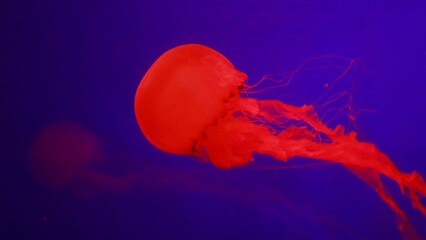 Wall Mural - Closeup of a red jellyfish in the sea