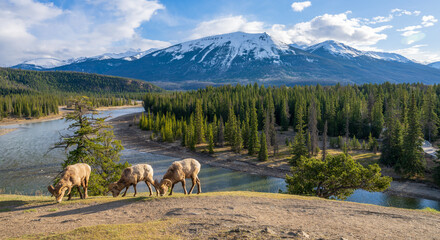 Wall Mural - Canadian Rockies Jasper National Park nature scenery. Foraging bighorn sheep ram. Landscape background. Athabasca River, Whistlers Peak.