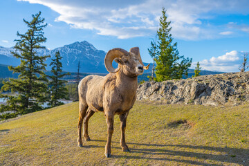 standing bighorn sheep (ovis canadensis) ram portrait. canadian rockies jasper national park landsca