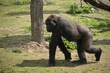 Female silverback gorilla walking on the grass in its enclosure at the zoo in bright sunlight