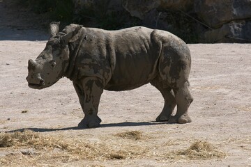 Sticker - Beautiful shot of a rhinoceros standing on the ground in its enclosure at the zoo in bright sunlight