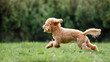 Brown poodle puppy dog with toy in mouth running on the grass.
