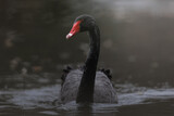 Black swan on the water.