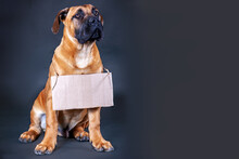 Studio Portrait Of Puppy Of Big Dog Boerboel Breed, Ginger Color With Dark Mask On Its Face, With Empty Card Board On The Neck, Great Copy Space For Any Text Or Slogan. Cute Dog, Black Background.