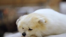 Relax White Pomeranian Dog Sitting On Pillow Laying Down With Wind Blow His Fur Comfortable Feeling At Home