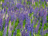 Fototapeta  - A large field of blooming purple white and pink lupins in Karelia, northwest Russia in summer