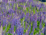 Fototapeta  - A large field of blooming purple white and pink lupins in Karelia, northwest Russia in summer
