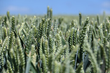 Canvas Print - agriculture champs culture cereales escourgeons orge blé planète environnement