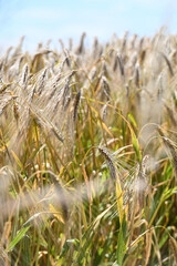 Canvas Print - agriculture champs culture cereales escourgeons orge blé planète environnement