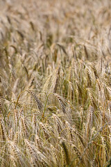 Canvas Print - agriculture champs culture cereales escourgeons orge blé planète environnement