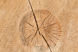 Fototapeta  - Spękana struktura pnia drzewa
