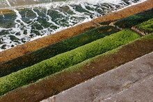 Algae On The Sea Steps