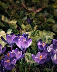 Poster - Vertical shot of lilac Crocus flowers in a field under the rays of the sun