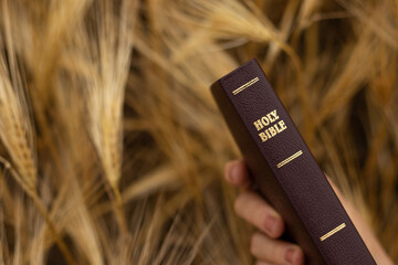 Wall Mural - A human hand holds a closed Holy Bible Book with gold text on top of a ripe barley field in the summer harvest season. A closeup.