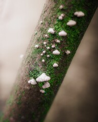 Sticker - Closeup shot of white small fungus on a tree trunk with green moss with blurred light background