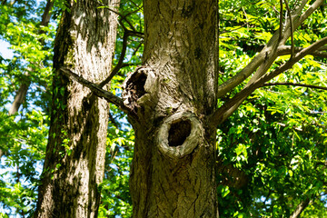 Bird nest in the hollow tree trunk