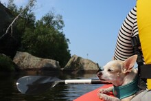 Chihuahua Enjoying The Sunny Day And The Wind While Its Owner Is Riding The Boat In The Lake