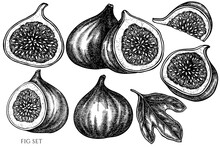 Fruits Vintage Vector Illustrations Collection. Black And White Fig.