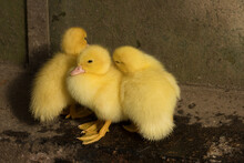 Cute Baby Ducklings Cuddled Together.