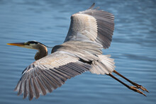 Selective Focus Shot Of A Great Blue Heron Flying Over The Clear Water