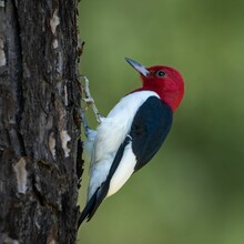 Selective Focus Shot Of An Adorable Red-headed Woodpecker On The Tree On Blurred Green Background