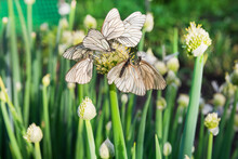 A Lot Of White Butterflies Sit On A Green Shallot Flower In The Garden