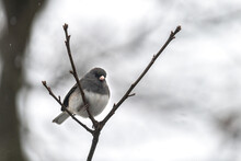 Closeup Of One Dark-eyed Junco Small Bird Perched Sitting On Tree Branch In Winter Snow In Virginia With Bokeh Blurry Blurred Background